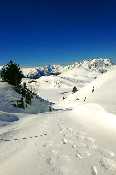 Snowshoe tracks in fresh snow